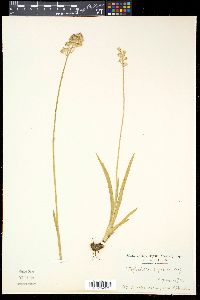 Triantha japonica image
