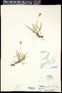 Tofieldia coccinea image