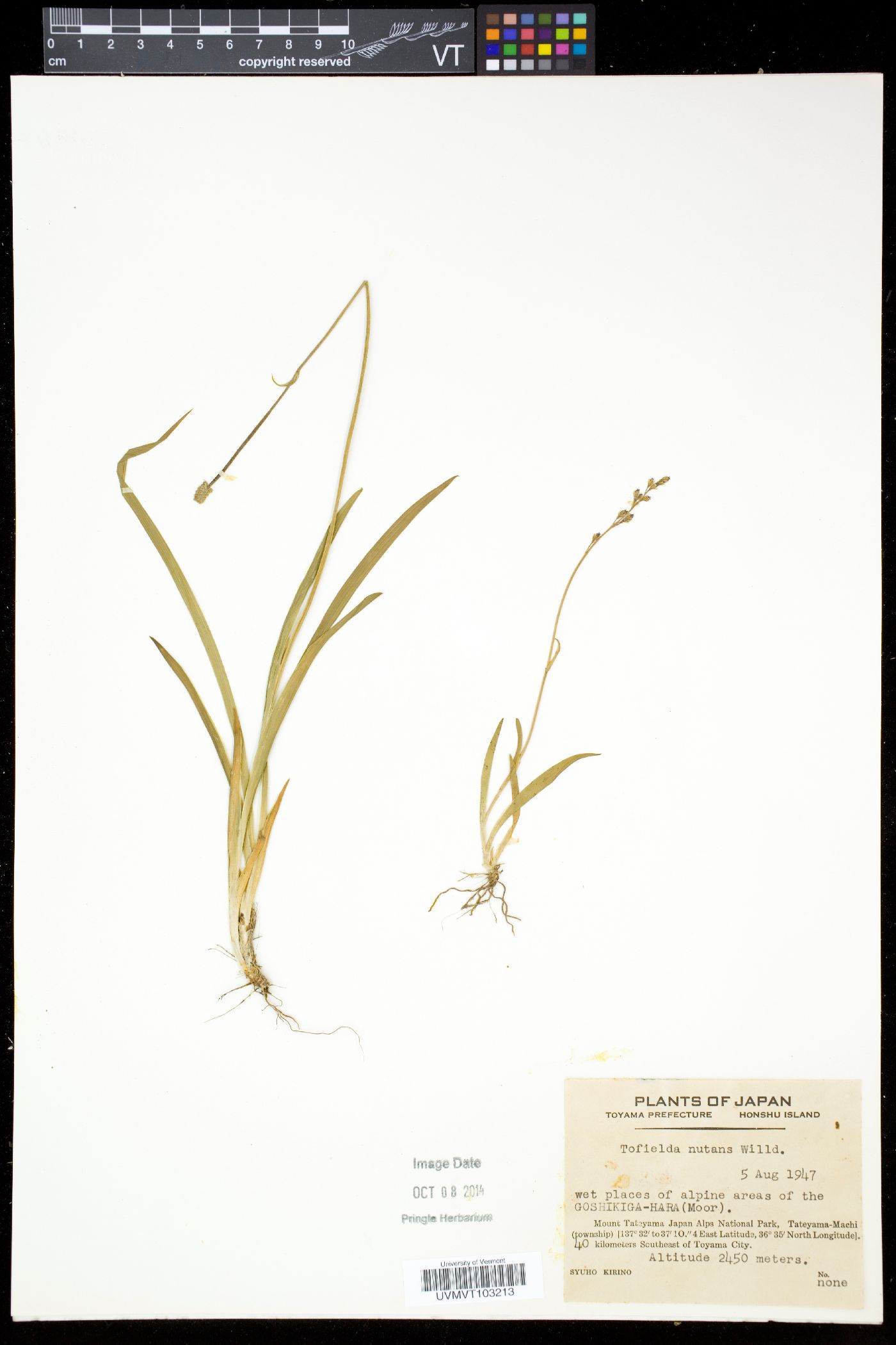 Tofieldia coccinea subsp. coccinea image
