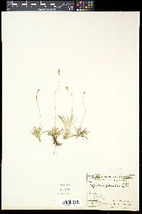 Tofieldia pusilla image