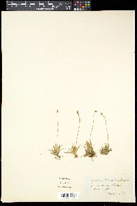 Tofieldia pusilla image
