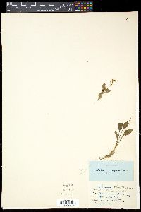 Alisma plantago image