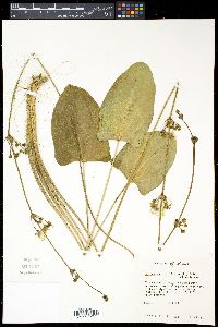 Echinodorus cordifolius image