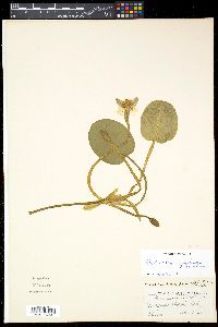 Hydrocleys nymphoides image