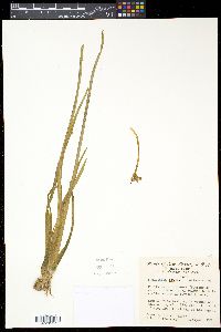 Sagittaria demersa image