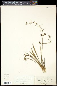 Sagittaria graminea image