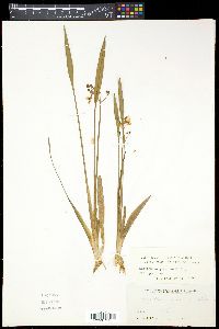 Sagittaria graminea var. graminea image