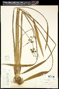 Media resource of Sagittaria mohrii