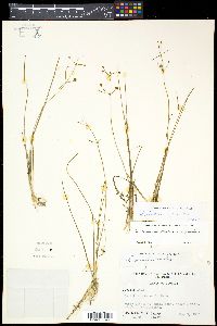 Sagittaria teres image