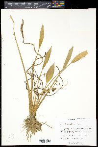Sagittaria platyphylla image