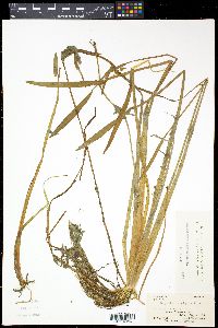 Sagittaria rigida image
