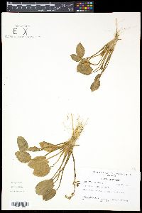 Sagittaria stagnorum image
