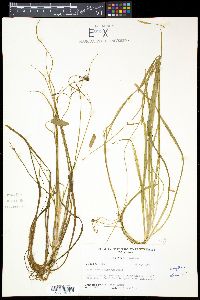 Sagittaria stagnorum image