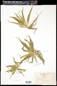 Media resource of Sagittaria pygmaea