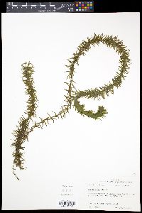 Egeria densa image