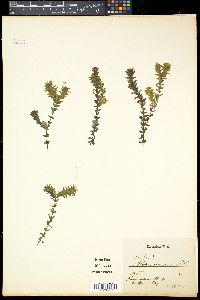 Elodea canadensis image