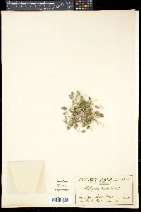 Halophila ovalis image