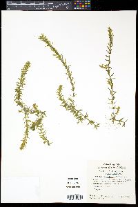 Hydrilla verticillata image