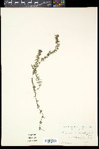 Hydrilla verticillata image