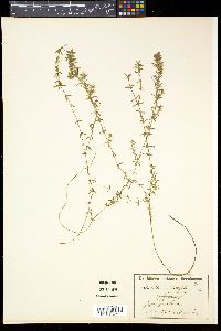 Hydrilla verticillata image