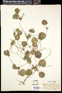 Hydrocharis morsus-ranae image