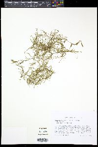 Najas guadalupensis image