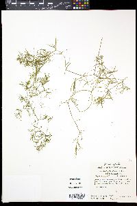 Najas minor image