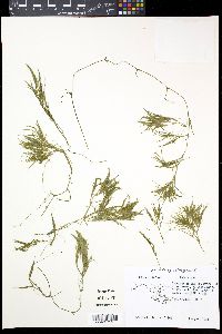 Najas minor image