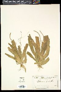 Vallisneria americana image