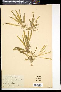 Vallisneria americana image