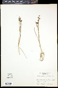 Scheuchzeria palustris image