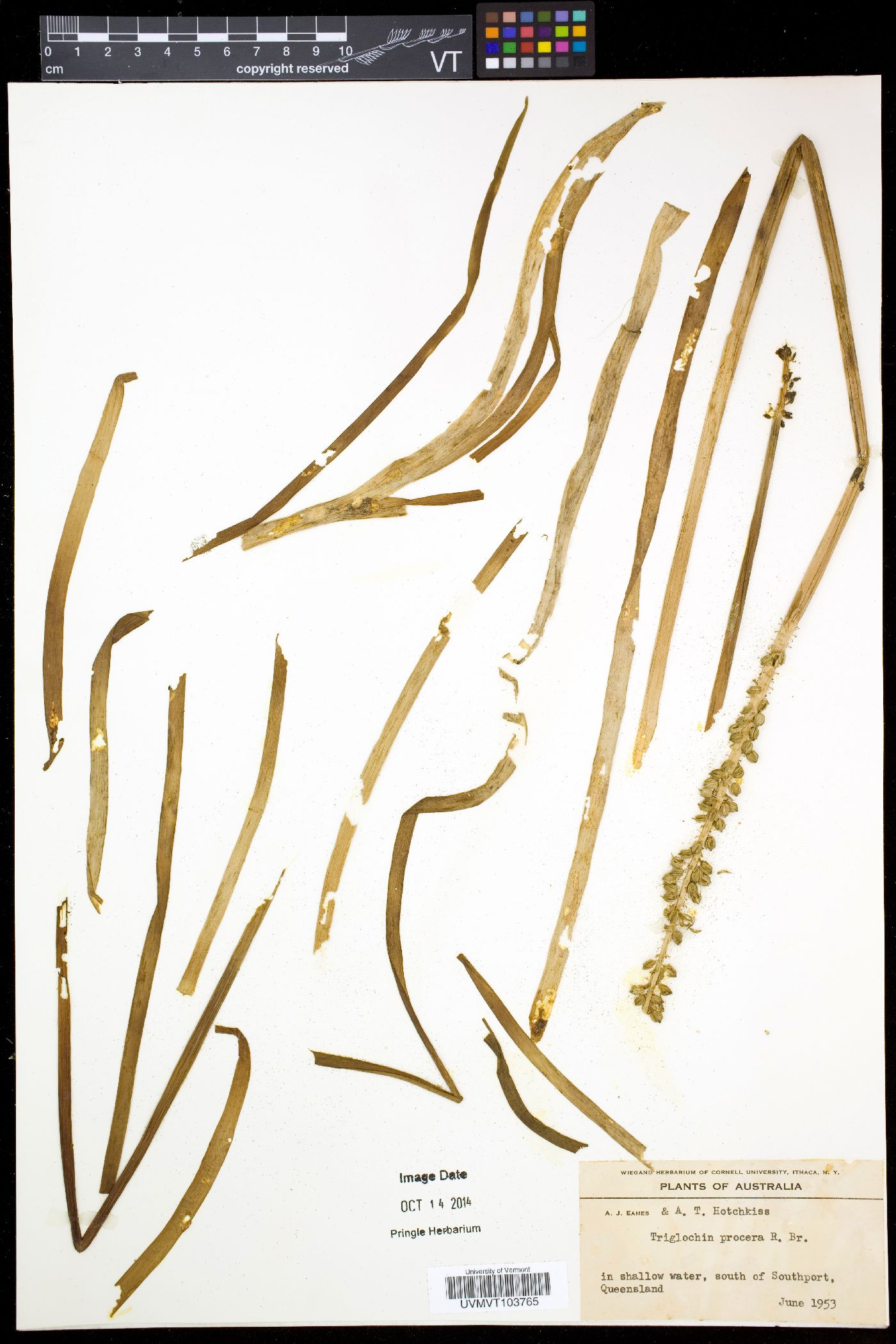 Cycnogeton procerum image