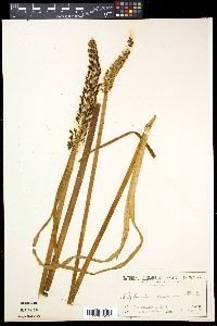 Media resource of Cycnogeton procerum
