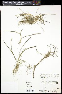 Zostera marina image