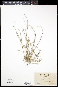 Halodule uninervis image