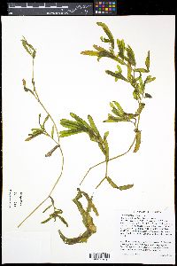 Potamogeton crispus image
