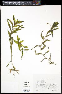Potamogeton crispus image