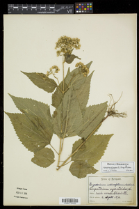 Ageratina altissima var. altissima image