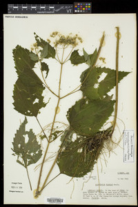 Ageratina altissima var. altissima image