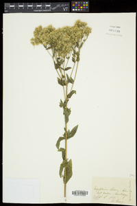 Eupatorium album image