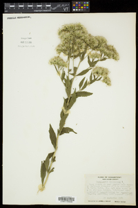 Eupatorium altissimum image