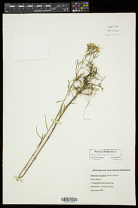 Euthamia caroliniana image