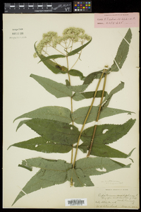 Eupatorium sessilifolium image