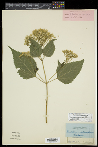 Ageratina altissima var. altissima image