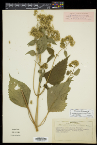 Ageratina altissima var. altissima image