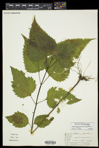 Ageratina altissima var. altissima image