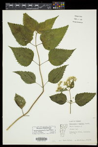 Ageratina altissima var. altissima image