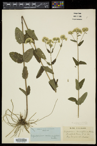 Eupatorium pilosum image