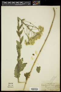 Eupatorium pilosum image