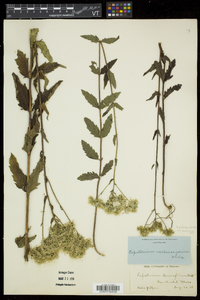 Eupatorium pilosum image